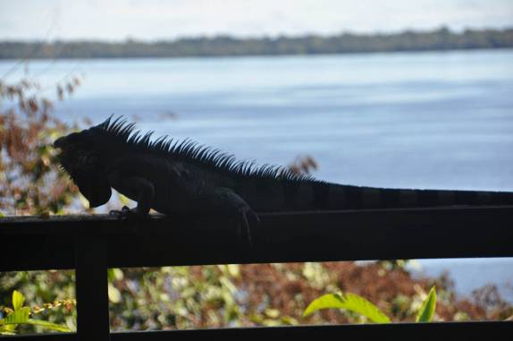 Camaleão vem nos fazer companhia no café da manhã na Pousada Bela Vista, em Novo Airão - AM. Ao fundo, o Rio Negro
